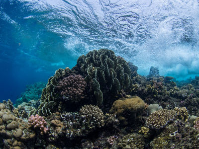Scientists are hard at work studying the degree of tolerance of different species of corals to changing heat conditions.